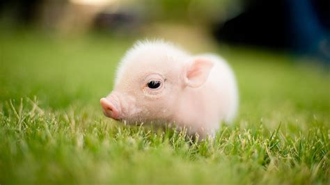 Funny And Cute Piggy Cutest Piggy In The World Youtube