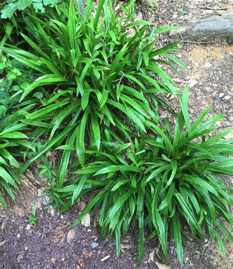 Sedge Carex Plantaginea Plantainleaf Sedge Master Gardeners Of