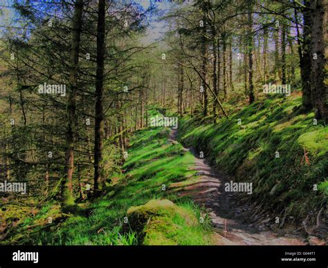 Sunbeams Shining Through Trees Onto A Forest Path Stock Photo Alamy