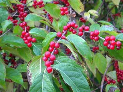 Plant With Small Purple Flowers And Red Berries How To Identify A