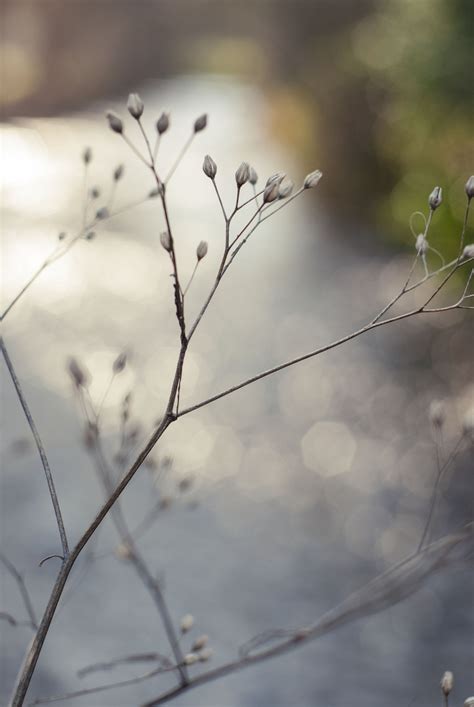 Free Images Tree Water Nature Grass Branch Blossom Winter Bokeh Sky Sunlight Morning