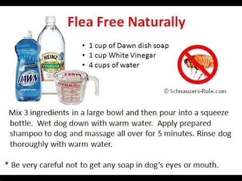 Flea allergy dermatitis (fad) or flea bite hypersensitivity is the most common dermatologic disease of domestic dogs in the usa. How to Use an Orange Peel to Remove Fleas From Pets Cat ...