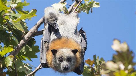 Flying Foxes Armidale And Tamworth Councils Prepare For Flying Fox