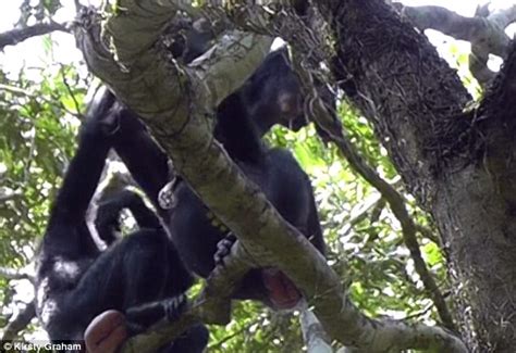 Chimps And Bonobos Share The Same Language Daily Mail Online