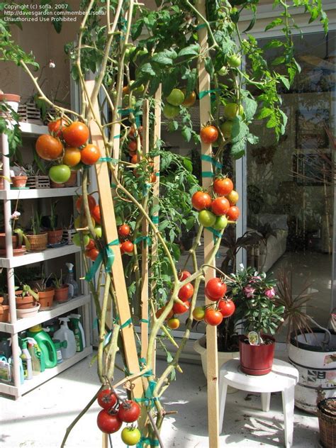 If you live in a warm to hot zone, pick a spot that gets keep in mind that tomato plants can take full sun even in warmer climates. PlantFiles Pictures: Tomato, Greenhouse 'Campari ...