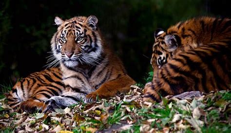 Amazing Facts About Sumatran Tigers Onekindplanet Animal Education