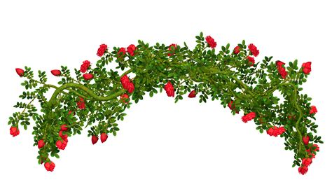 Rose Bush Clipart 20 Free Cliparts Download Images On Clipground 2024