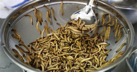 4 Edible Insects That Are Delicacies Around The World