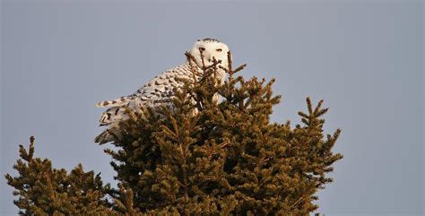 The Snowy Queen Photograph By Teresa Mcgill Fine Art America