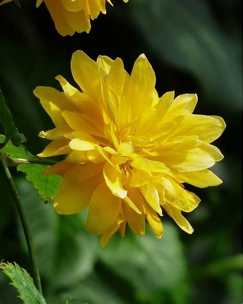 Japanese Kerria Kerria Japonica Types How To Grow And Care Florgeous