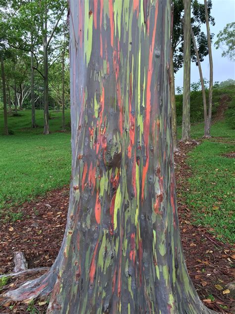 Rainbow Eucalyptus Trees Kauai