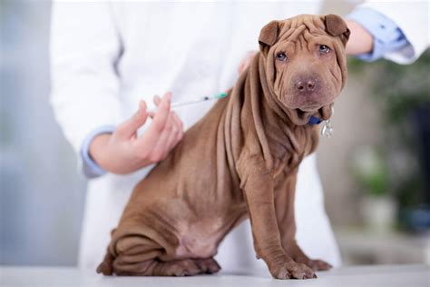 Puppy Vaccinations What Does It All Mean Pia