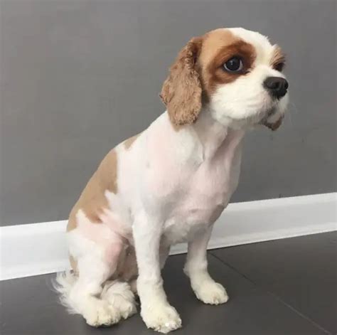 Best Cavalier King Charles Spaniel Haircuts Page The Paws