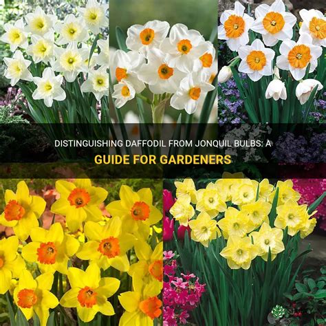 Distinguishing Daffodil From Jonquil Bulbs A Guide For Gardeners Shuncy