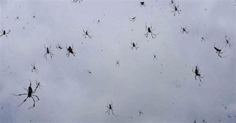Yep It Was Literally Raining Spiders And Spider Webs In Australia Photos