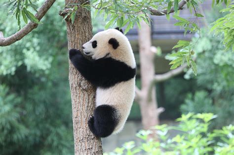 Bye Bye Bao Bao Popular Giant Panda Heads To China This
