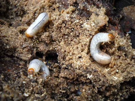 Lawn Grubs How And When To Kill Them Lawnstarter Artofit