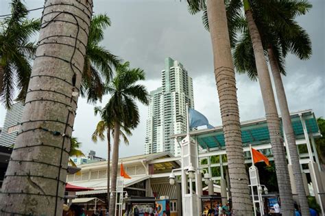 You Might See Fewer Palm Trees In Miami Beach Insidehook