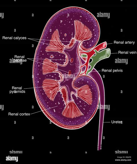 Renal Calyces Hi Res Stock Photography And Images Alamy