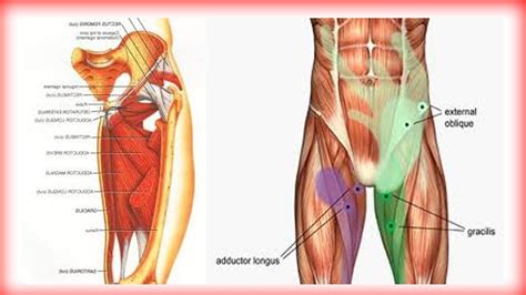 Medically, the groin is the junction between the abdomen and thigh. Groin Muscle Anatomy Diagram (With images) | Hip flexor ...