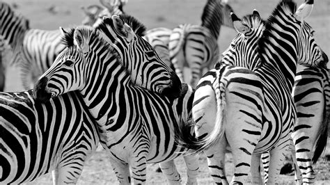 Фотография зебра черно белые Много Животные 2560x1440