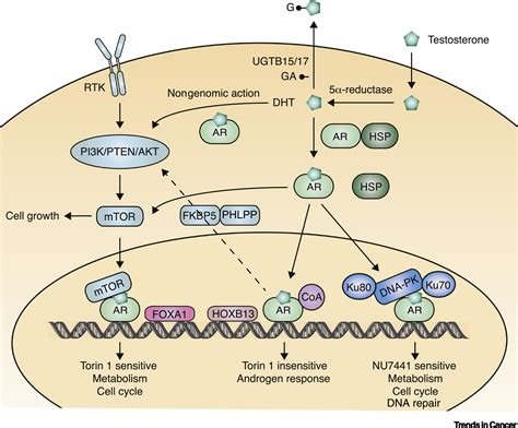 Dna Pk Nuclear Mtor And The Androgen Pathway In Prostate Cancer
