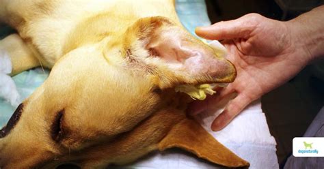Dog Ear Hematoma How To Spot It And Treat At Home Dogs Naturally