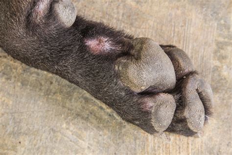 Footpad Disorder German Shepherd In Dogs Symptoms Causes