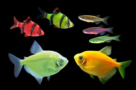Choosing The Right Species Of Fish For Your Aquarium Habitattitude™