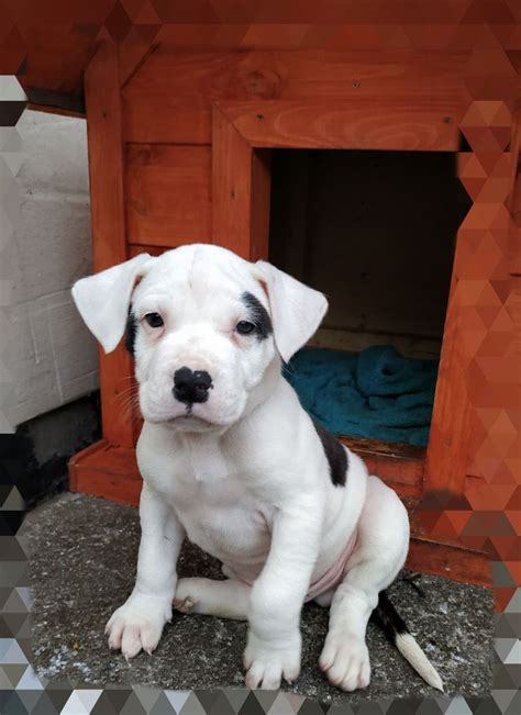 Other pups in seattle, wa. American bulldog puppies | Goole, East Riding of Yorkshire | Pets4Homes