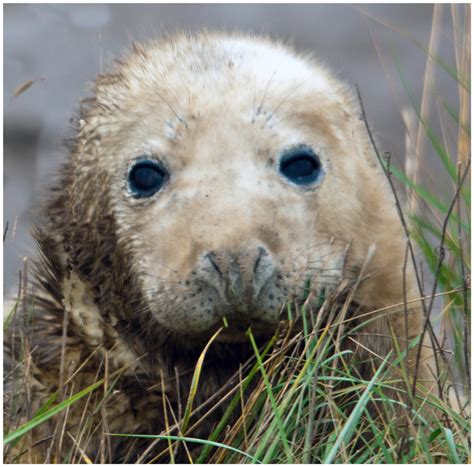 Gray Seal Pup Pentax User Photo Gallery