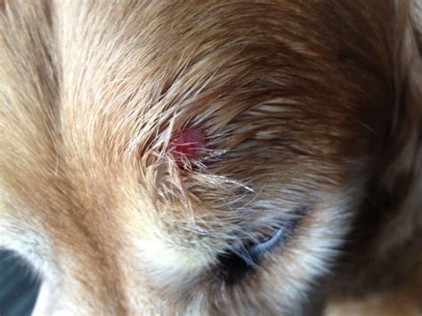 Red Bump Help Golden Retriever Dog Forums