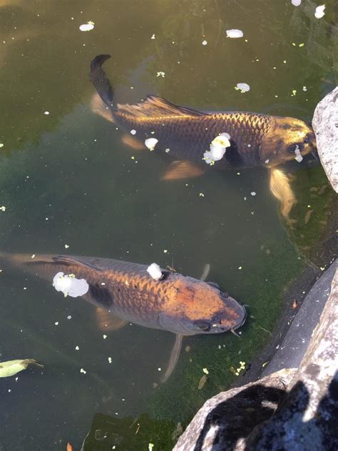 Large Koi And Various Pond Fish For Sale In Yeovil Somerset Gumtree