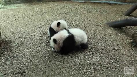 Panda Cubs First Day On Exhibit At Zoo Atlanta Youtube