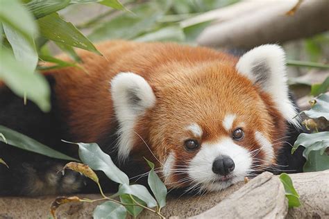 51 Fun And Interesting Facts About Red Pandas Baby Healthy Parenting