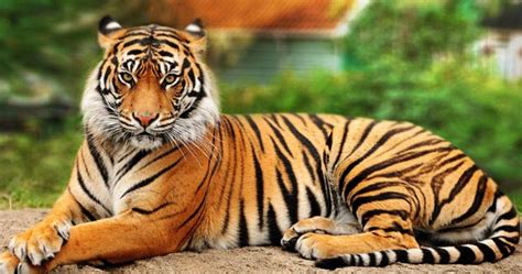 Ini 10 Fakta Menarik Tentang Si Raja Hutan Harimau Panthera Tigris