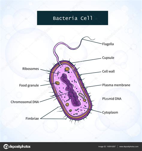 Bacteria Y Sus Partes Chefli