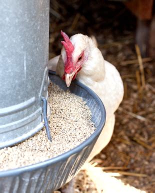 You can use wheat berries, sunflower seeds, oats, and even barley. A Waterer and a Feeder for Your Chicken Coop