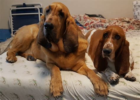 Bloodhound Arthur And Basset Norman Hogging The Bed Bloodhound