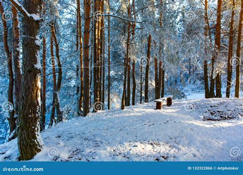 Small Clearing In Pine Forest Covered In Snow Sun Shining Stock Photo