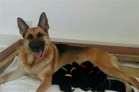 We have continuous service after the sale of our dogs. German shepherd puppies for sale *READY TO LEAVE* | Ilford ...