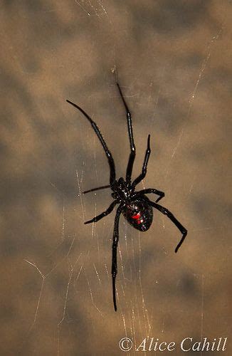 Do House Spiders Have Families Augustina Gerald