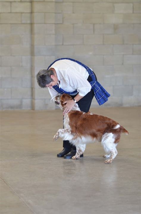 About Dances With Dogs Dances With Dogs Club Qld Inc