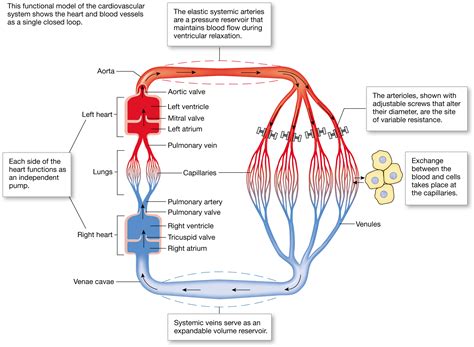 Blood Flow Blood Pressure And Resistance Anatomy And Physiology