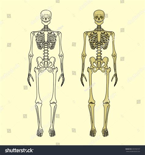 Human Skeleton Vector Illustration Anatomy Human Stock