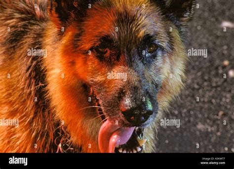 Snarling German Shepherd Hi Res Stock Photography And Images Alamy