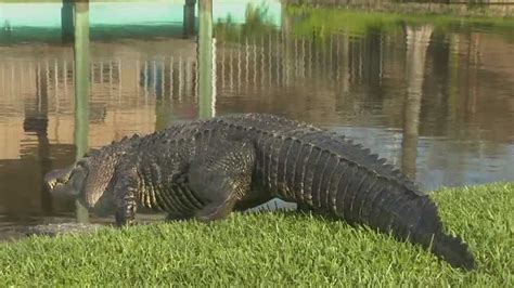Larry The Alligator Gets A New Home