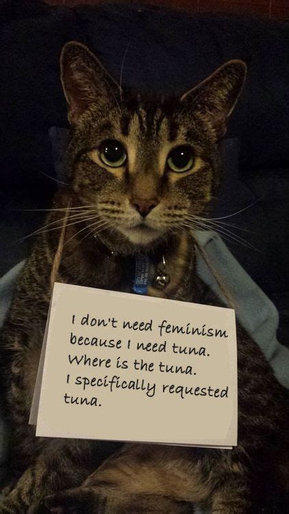 Confused Cats Against Feminism Is Your New Favorite Everything