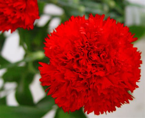 Espectacular Ramo De Claveles Rojo Una De Las Flores Que Tiene El Olor