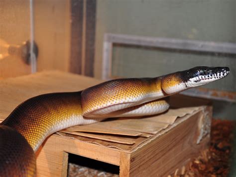 Bothrochilus Albertisii Dalberts Python In Moscow Zoo